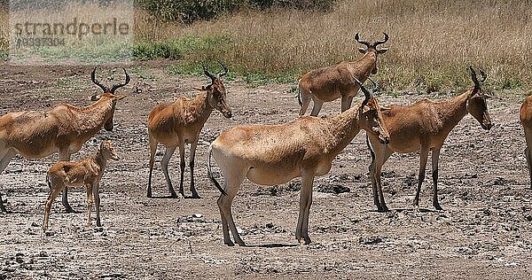 Eigentliche Kuhantilope (alcelaphus buselaphus)  stehende Herde in der Savanne  Nairobi Park in Kenia