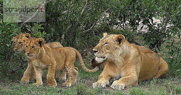 Afrikanischer Löwe (Panthera leo)  Mutter und Jungtiere  Masai Mara Park in Kenia