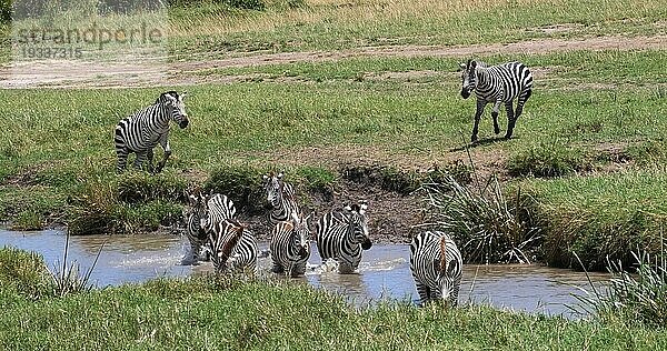 Grant's Zebra (equus burchelli) boehmi  Herde stehend am Wasserloch  Masai Mara Park in Kenia