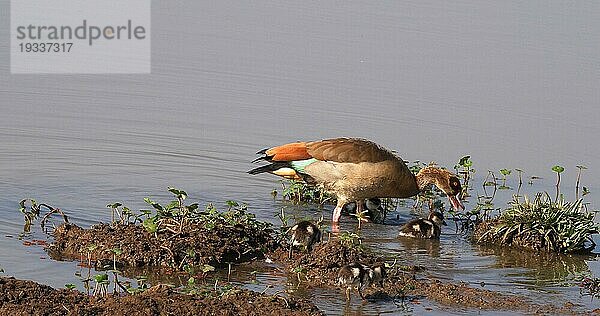 Nilgans (alopochen aegyptiacus)  adult und Gänseküken  Masai Mara Park in Kenia