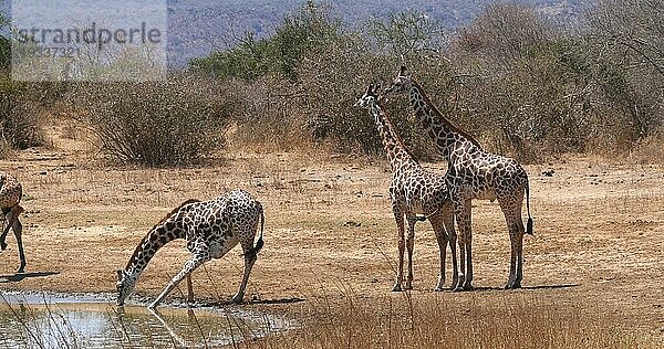 Masaigiraffe (giraffa camelopardalis tippelskirchi)  Gruppe beim Trinken am Wasserloch  Tsavo Park in Kenia