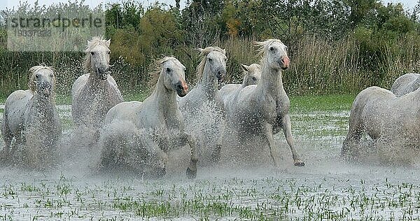 Camargue Pferd  Herde trabend oder galoppierend durch Sumpf  Saintes Marie de la Mer in der Camargue  in Südfrankreich