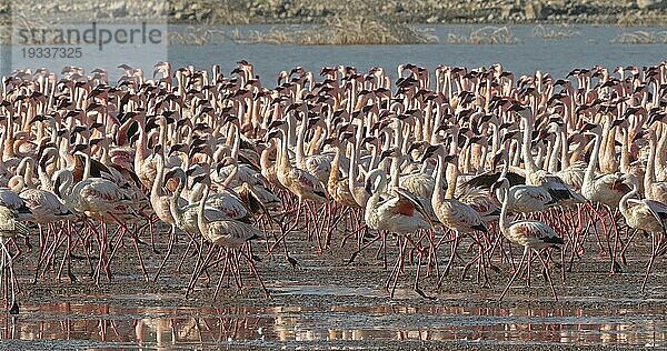 Zwergflamingo (phoenicopterus minor)  Kolonie am Bogoriasee in Kenia