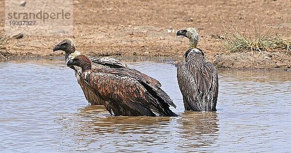 Afrikanischer Weißrückengeier (gyps africanus)  Gruppe im Wasser stehend  beim Baden  Nairobi Park in Kenia