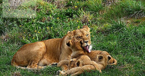 Afrikanischer Löwe (panthera leo)  Mutter und Jungtier