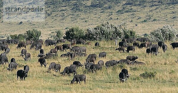 Kaffernbüffel (syncerus caffer)  stehende Herde in der Savanne  Tsavo Park in Kenia