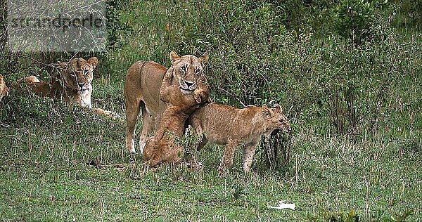 Afrikanischer Löwe (Panthera leo)  Mutter und Jungtier  Masai Mara Park in Kenia