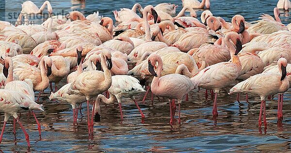 Zwergflamingo (phoenicopterus minor)  Kolonie am Bogoriasee in Kenia