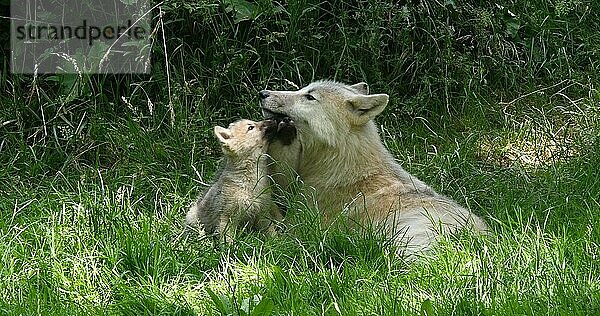 Polarwolf (canis lupus tundrarum)  Mutter spielt mit Jungtier