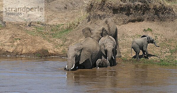 Afrikanischer Elefant (loxodonta africana)  Gruppe überquert Fluss  Samburu Park in Kenia