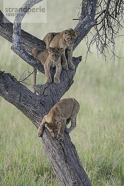 3 Löwenbabies (Panthera leo) auf Baum  Taranagire Nationalpark Tansania