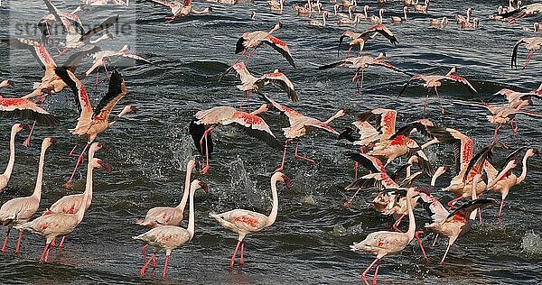 Zwergflamingo (phoenicopterus minor)  Gruppe im Flug  Kolonie am Bogoriasee in Kenia