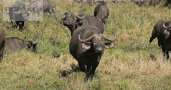 Kaffernbüffel (syncerus caffer)  Herde in der Savanne  Nairobi Park in Kenia