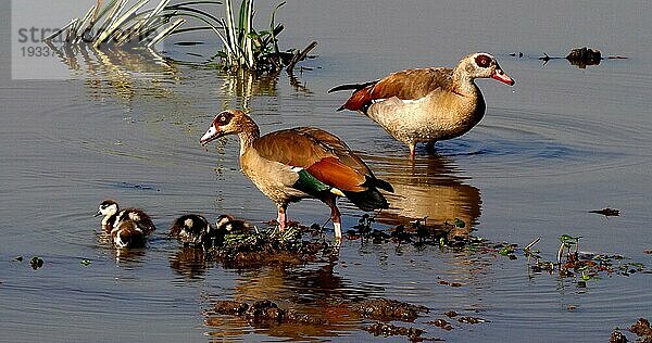 Nilgans (alopochen aegyptiacus)  Männchen mit Weibchen und Gänseküken  Masai Mara Park in Kenia