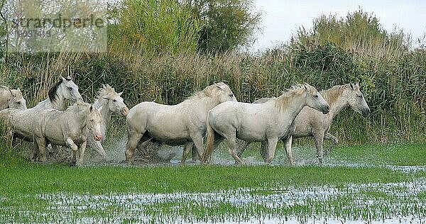 Camarguepferd Herde im Sumpf stehend  Saintes Marie de la Mer in der Camargue  in Südfrankreich