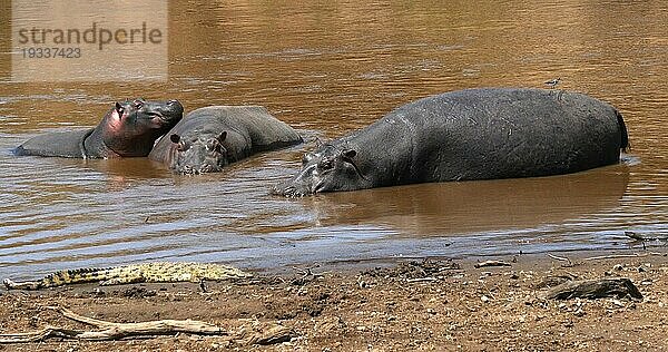 Nilpferd (hippopotamus amphibius)  Nilkrokodil  Gruppe im Fluss stehend  Masai Mara Park in Kenia