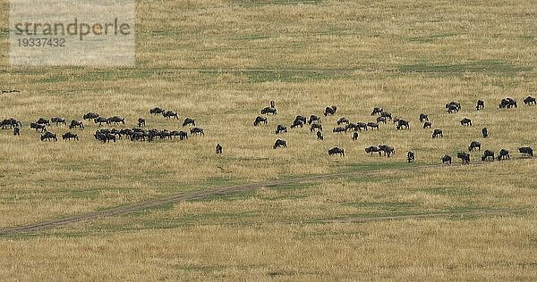 Streifengnu (connochaetes taurinus)  Herde während der Migration  Masai Mara Park in Kenia