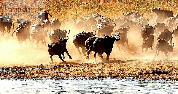 Kaffernbüffel (syncerus caffer)  Herde beim Trinken am Wasserloch  Tsavo Park in Kenia