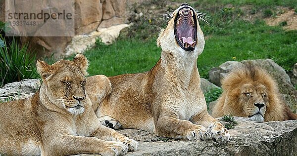 Afrikanischer Löwe (panthera leo)  Gruppe mit einem Männchen und einem Weibchen  gähnend