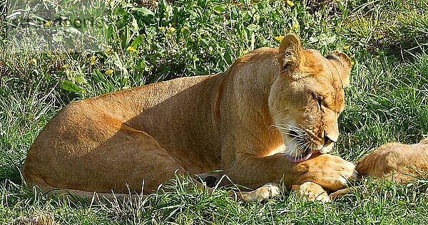 Afrikanischer Löwe (panthera leo)  Mutter und Jungtier