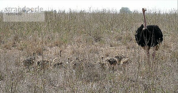 Afrikanischer Strauß (struthio camelus)  Männchen und Küken wandern durch die Savanne  Nairobi National Park in Kenia