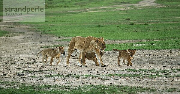 Afrikanischer Löwe (Panthera leo)  Mutter und Jungtier  Masai Mara Park in Kenia