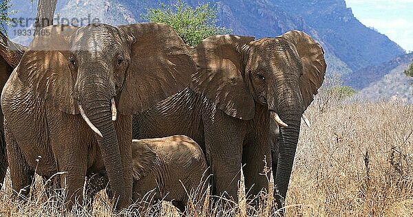 Afrikanischer Elefant (loxodonta africana)  Gruppe im Busch  Tsavo Park in Kenia