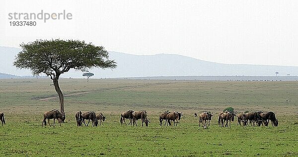 Streifengnu (connochaetes taurinus)  Herde während der Migration  Masai Mara Park in Kenia