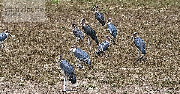 Marabu-Storch (leptoptilos crumeniferus)  Nairobi Park in Kenia