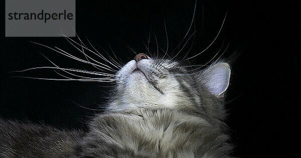 Blau gestromte Maine Coon Hauskatze  Porträt eines Weibchens vor schwarzem Hintergrund  Normandie in Frankreich