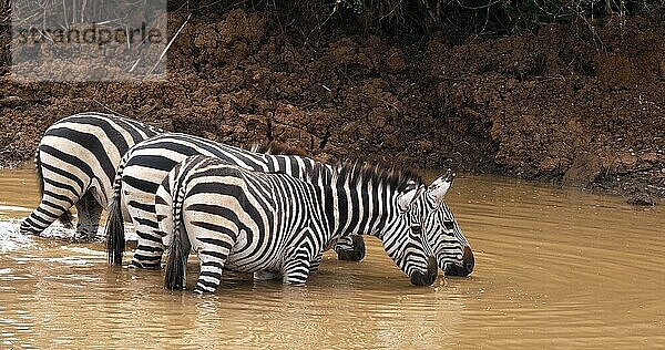 Grant's Zebra (equus burchelli) boehmi  Herde am Wasserloch  Nairobi Park in Kenia