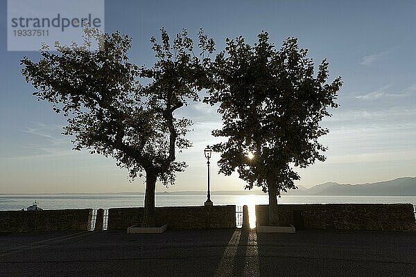 Seeufer mit Platanen bei tiefstehender Sonne  Gegenlicht  Silhouette  Torri del Benaco  Gardasee Ostufer  Provinz Verona  Italien  Europa