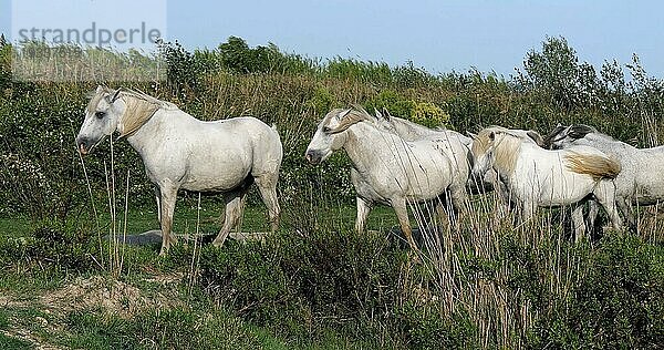 Camarguepferd Herde im Sumpf stehend  Saintes Marie de la Mer in der Camargue  in Südfrankreich