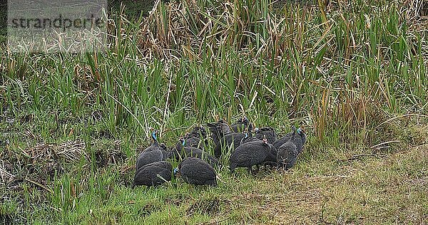 Helmperlhuhn (numida meleagris)  Masai Mara Park in Kenia