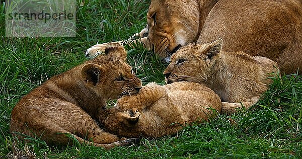 Afrikanischer Löwe (panthera leo)  Mutter und Jungtier