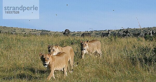 Afrikanischer Löwe (panthera leo)  Weibchen bei der Jagd  Herde von Burchell Zebras  Tsavo Park in Kenia