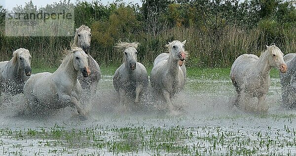 Camargue Pferd  Herde trabend oder galoppierend durch Sumpf  Saintes Marie de la Mer in der Camargue  in Südfrankreich