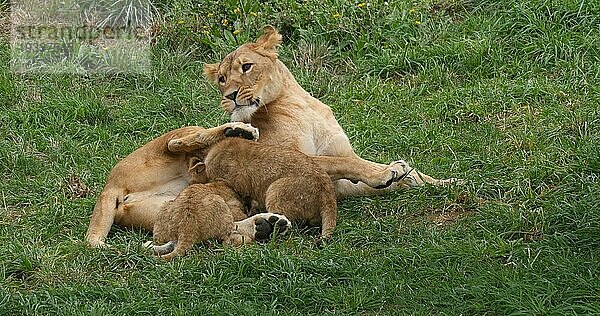 Afrikanischer Löwe (panthera leo)  Mutter und Jungtier säugend