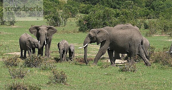 Afrikanischer Elefant (loxodonta africana)  Gruppe im Busch  Masai Mara Park in Kenia