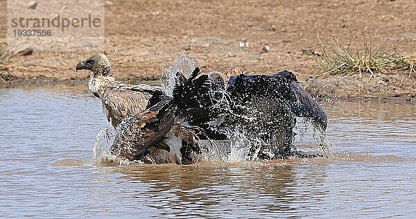 Afrikanischer Weißrückengeier (gyps africanus)  Gruppe im Wasser stehend  beim Baden  Nairobi Park in Kenia