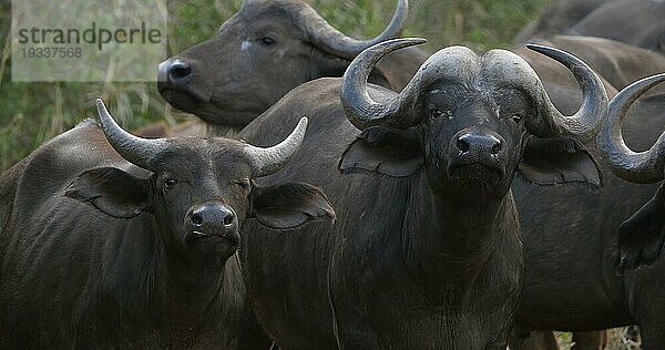 Kaffernbüffel (syncerus caffer)  stehende Herde in der Savanne  Tsavo Park in Kenia