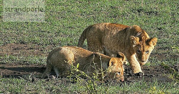 Afrikanischer Löwe (Panthera leo)  spielende Jungtiere  Masai Mara Park in Kenia