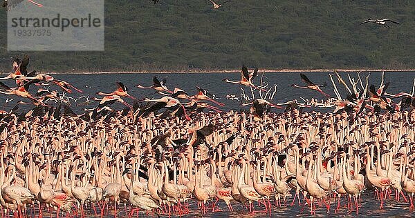 Zwergflamingo (phoenicopterus minor)  Gruppe im Flug  Kolonie am Bogoriasee in Kenia