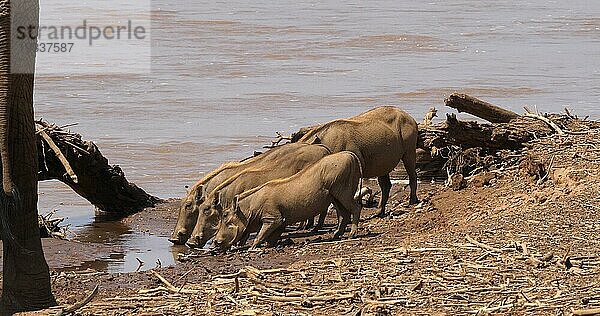 Warzenschwein (Phacochoerus aethiopicus)  adult und Jungtiere in der Nähe des Flusses  Samburu Park in Kenia