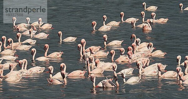 Zwergflamingo (phoenicopterus minor)  Kolonie am Bogoriasee in Kenia