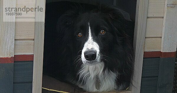 Border Collie Hund in seiner Hundehütte  Männchen  Picardie in Frankreich