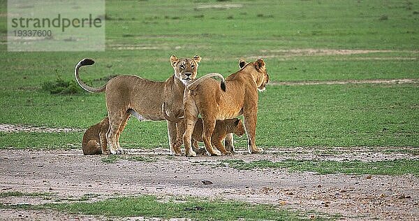 Afrikanischer Löwe (Panthera leo)  Mutter und Jungtier  Masai Mara Park in Kenia