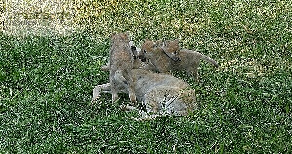 Polarwolf (canis lupus tundrarum)  Mutter spielt mit Jungtier