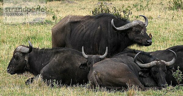 Kaffernbüffel (syncerus caffer)  Gruppe beim Ruhen  Masai Mara Park in Kenia