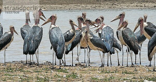 Marabu (leptoptilos crumeniferus)  Gruppe in der Nähe des Wassers  Nairobi Park in Kenia